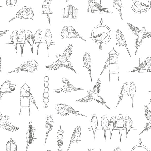 Budgerigar bird vector seamless pattern. Budgerigar bird vector seamless pattern. echo parakeet stock illustrations