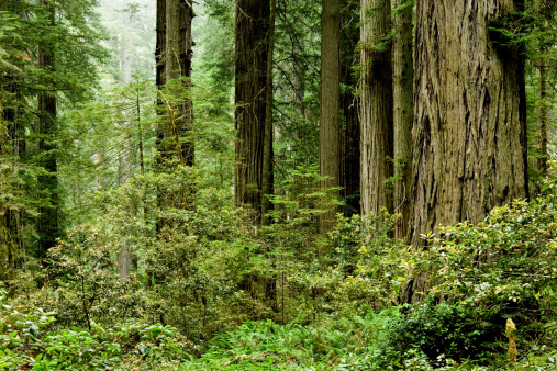 Relict sequoia trees in Redwood National park, northern California