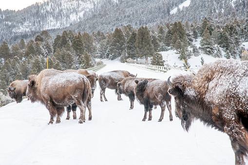 Bison (buffalo) block access to Yellowstone River bridge in northwestern Wyoming bordering Montana, USA