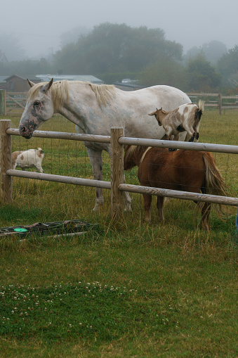 A goat standing on top of a pony's back on a meadow with a horse in front of a fence