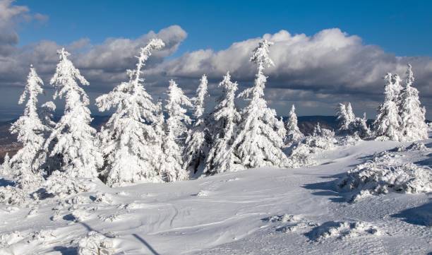 istock snowy forest on mountain, Jeseniky mountains 1447251950