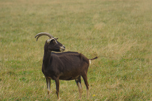 A black goat grazing on a meadow during a dry summer