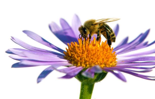 istock bee honeybee honey Apis Mellifera flower isolated 1447252262