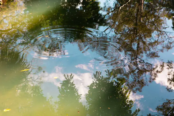 Photo of Reflection of the sky and trees in a lake