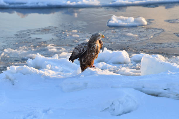istock Bird watching with floating ices in winter 1447252573