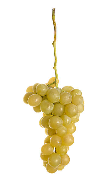 istock Bunch of grapes 144725264