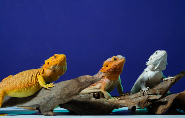 istock bearded dragon on ground with color background 1447253319