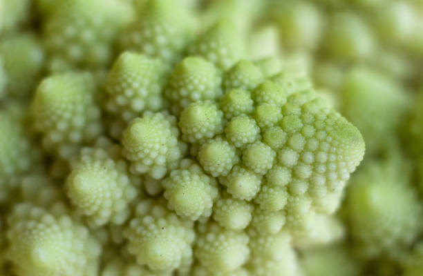 extreem close-up spiral pattern of cabbage romanesco broccoli extreem close-up spiral pattern of cabbage romanesco broccoli fractal plant cabbage textured stock pictures, royalty-free photos & images