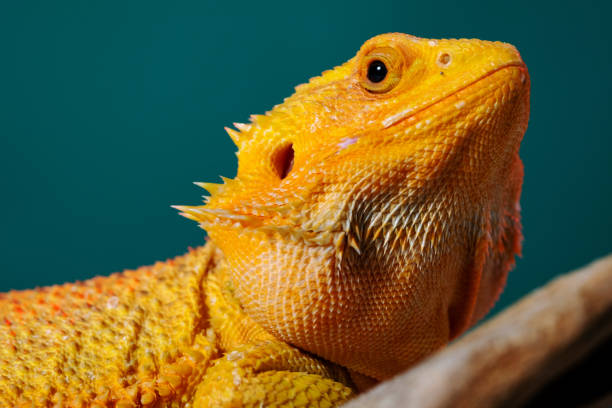 istock bearded dragon on ground with color background 1447253459