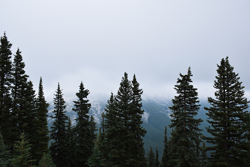 Tall pine trees with mountains in background