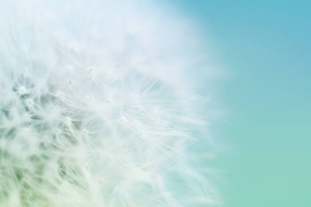 A close-up of a dandelion seed head with delicate, white filaments ready to disperse in the wind. The soft focus and pastel background give the image a dreamy and serene quality.