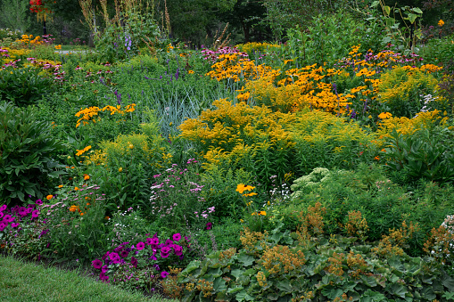 Mixed annual perennial border garden bed in a park or backyard