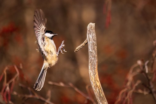 Black Capped Chickadee, Parus Atricapilus, landing on a branch.