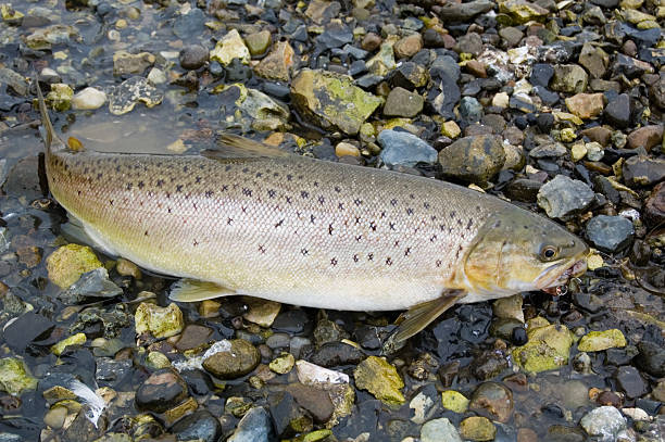 see trout - seeforelle stock-fotos und bilder