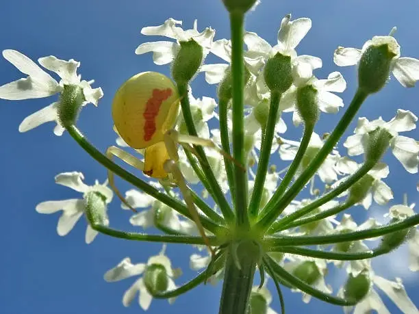 Photo of Crab spider on flower