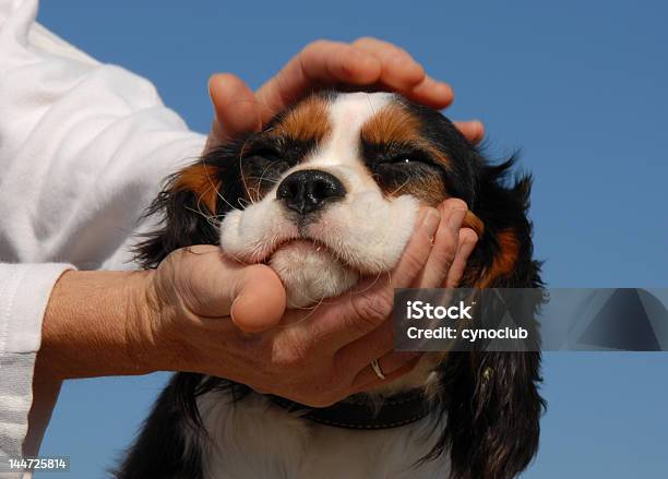 Mały Pies I Kobieta Stronys - zdjęcia stockowe i więcej obrazów Cavalier King Charles spaniel - Cavalier King Charles spaniel, Dorosły, Fotografika