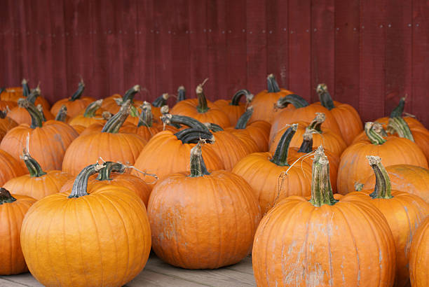 Pumpkins stock photo