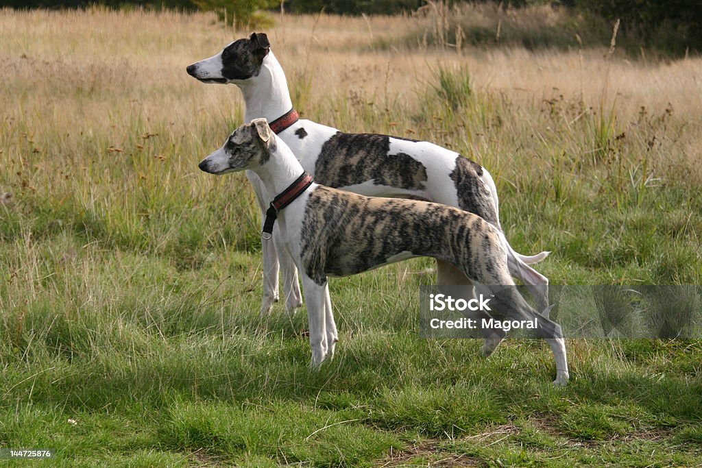 Due whippets - Foto stock royalty-free di Animale