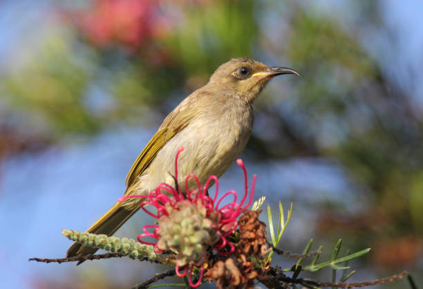 istock Brown honeyeater bird sitting in a grevillea tree 1447259627