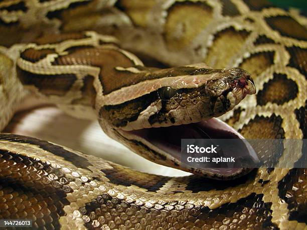 Photo libre de droit de Python De Birmanie Enroulé Avec Open Mouth banque d'images et plus d'images libres de droit de Myanmar - Myanmar, Python - Serpent, Blessure physique