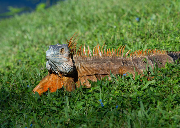 istock Male Iguana in Breeding Mode Maintains his Territory 1447260532