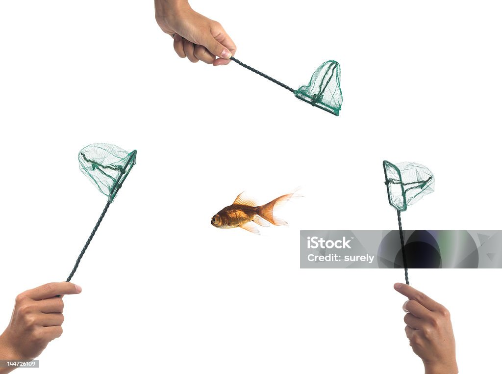 competition there hands trying to catch the only fish in the water Catch of Fish Stock Photo