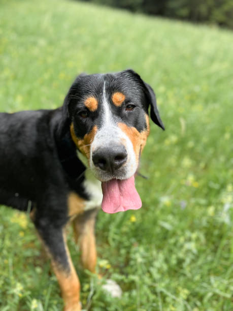 istock dog looks with outstretched tongue 1447261504
