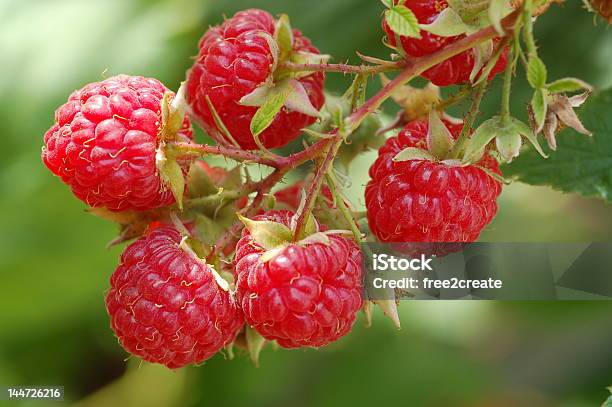 Summer Raspberries Stock Photo - Download Image Now - August, Berry Fruit, Bush