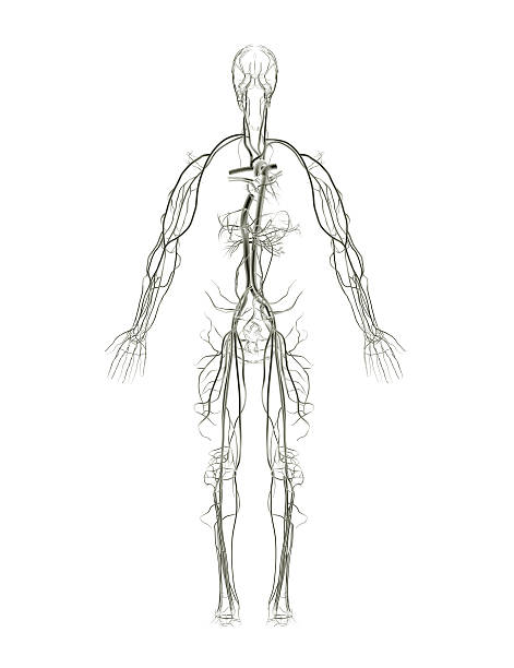 Artérias e nervuras raio-X - foto de acervo