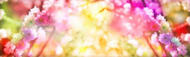istock Wide banner with colorful cherry blossoms, pastel coloring, spring sunny day. Springtime atmospheric mood. Copy space 1447262461
