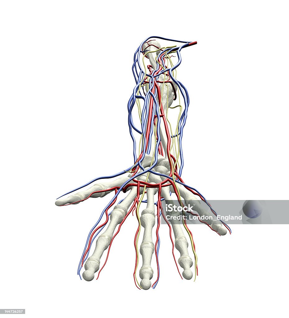 腕の骨 - 神経系統のロイヤリティフリーストックフォト