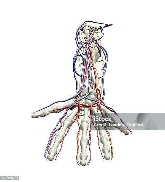 腕の骨 - 神経系統のストックフォトや画像を多数ご用意 - 神経系統, 人間の骨格, 手首