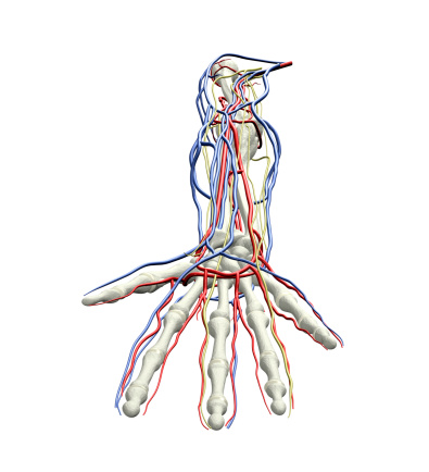Perspective of Human Arm Bones, Arteries, Veins, Nerves.