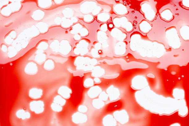 istock Drops of blood on white background. 1447263012