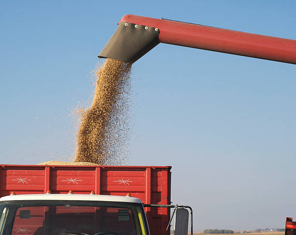 Fall Harvest: Combining Soybeans stock photo