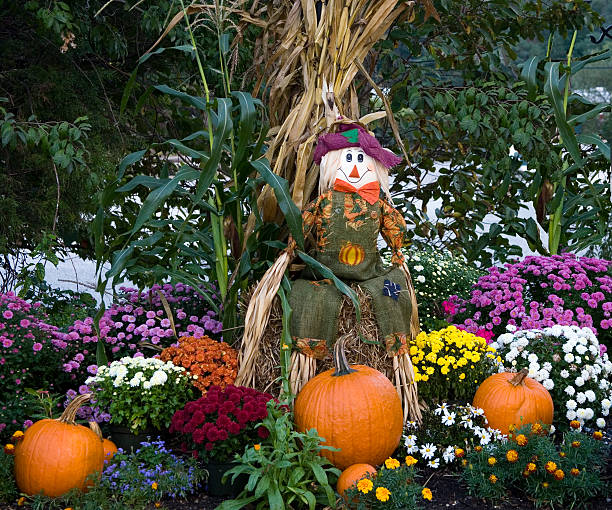 Pumpkin Patch A scarecrow guarding the pumpkin patch. single flower flower autumn pumpkin stock pictures, royalty-free photos & images