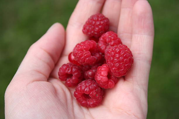 istock Handful of Raspberries 144726362