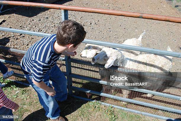 Feeding Sheep Stock Photo - Download Image Now - Agriculture, Animal, Animals In Captivity