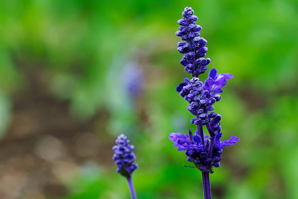 Purple Salvia stock photo