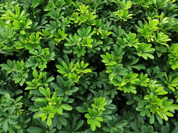 istock Umbrella Tree, Octopus tree , Schefflera arboricola (Hayata )cv, araliaceae. 1447264264