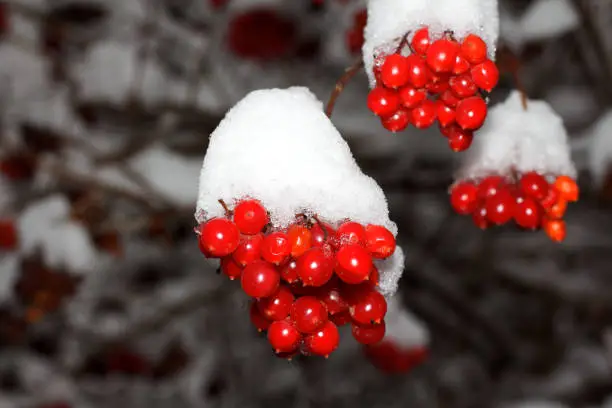 Red viburnum in the snow on a branch, Kharkiv, Ukraine