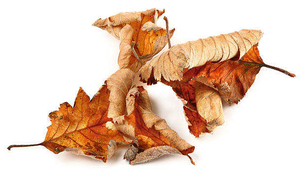 istock group of dried fall leaves 144726565