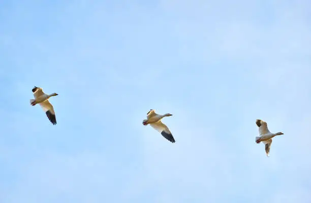 Three Snowgeese in flight against a blue sky.