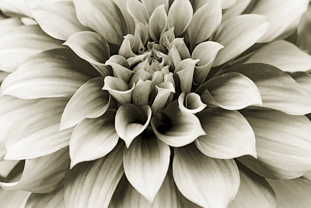 istock Dahlia Flower Close-Up Sepia Toned 144727031