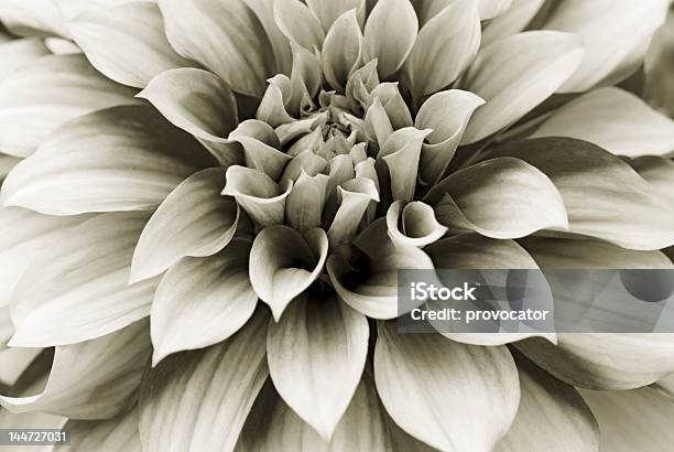 Георгина Цветок Крупный План Цвета Сепии — стоковые фотографии и другие картинки Абстрактный - Абстрактный, Природа, Чёрно-белый