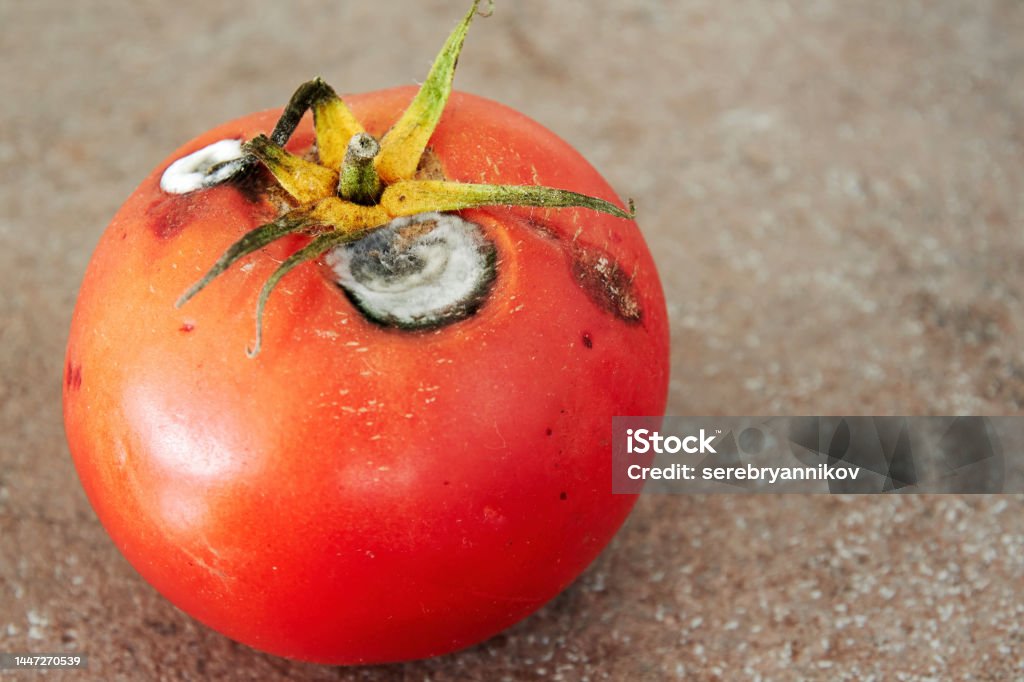 Rotten red tomato with white bright mold Rotten red tomato with white bright mold. Unhealthy and spoiled food and vegetables Backgrounds Stock Photo