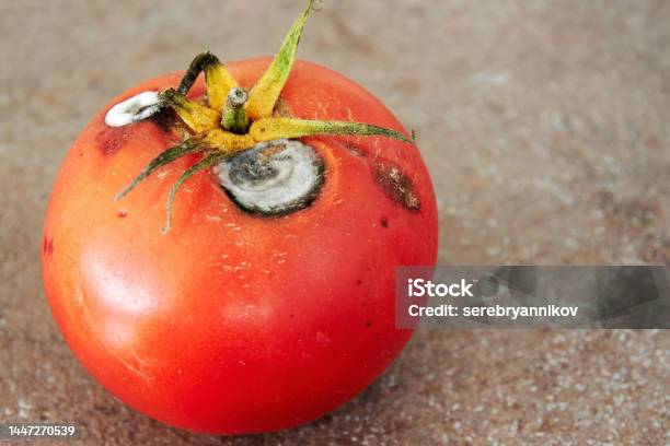 Rotten Red Tomato With White Bright Mold Stock Photo - Download Image Now - Backgrounds, Biology, Color Image