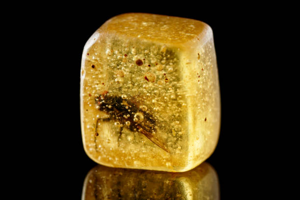 istock Fly trapped in wood resin for ever, isolated on black 1447270543