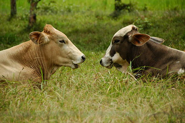 cow talk two cows talking in the meadow two cows stock pictures, royalty-free photos & images