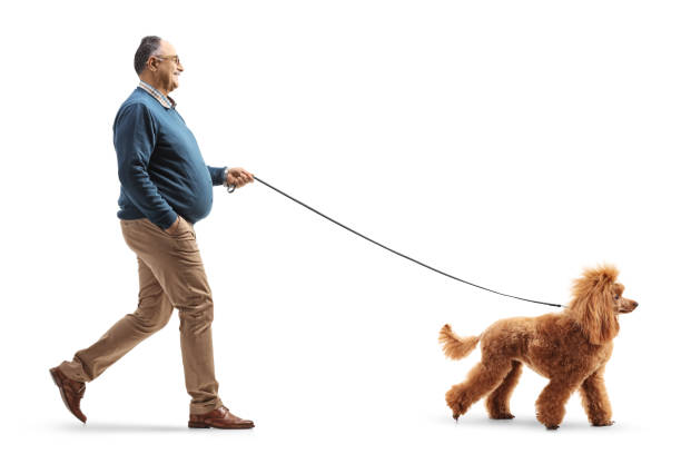 immagine di profilo a figura intera di un uomo maturo che cammina con un cane barboncino rosso - dog animal pets profile foto e immagini stock